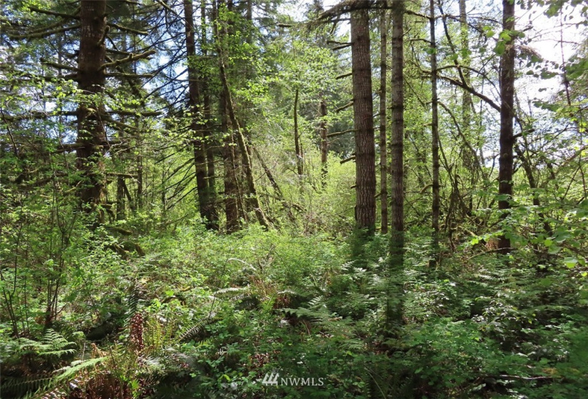 0 Lot 3 State Route 6, Chehalis, Washington 98532, ,Land,For Sale,State Route 6,NWM1865037