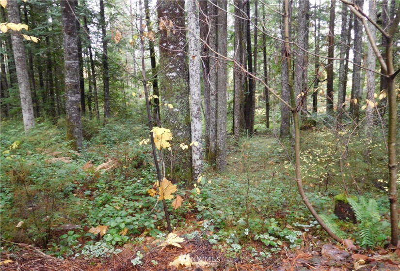 0 Suncrest, Hoodsport, Washington 98548, ,Land,For Sale,Suncrest,Suncrest,NWM1864562