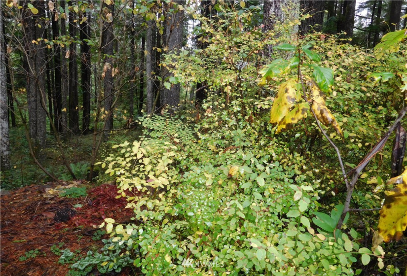 0 Suncrest, Hoodsport, Washington 98548, ,Land,For Sale,Suncrest,Suncrest,NWM1864562