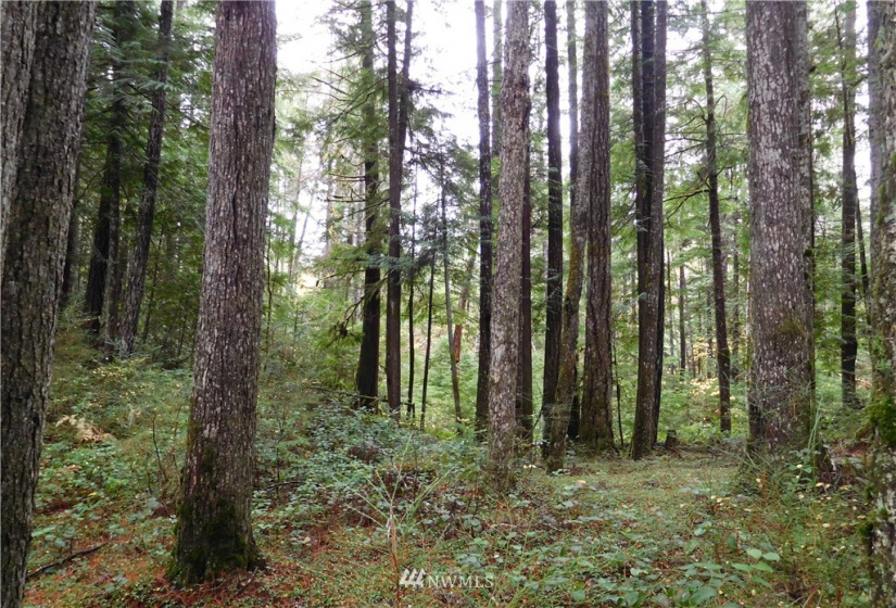 0 Suncrest, Hoodsport, Washington 98548, ,Land,For Sale,Suncrest,Suncrest,NWM1864562