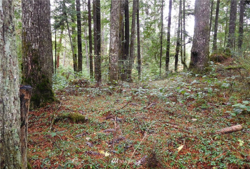0 Suncrest, Hoodsport, Washington 98548, ,Land,For Sale,Suncrest,Suncrest,NWM1864562