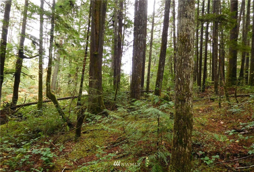 0 Suncrest, Hoodsport, Washington 98548, ,Land,For Sale,Suncrest,Suncrest,NWM1864562