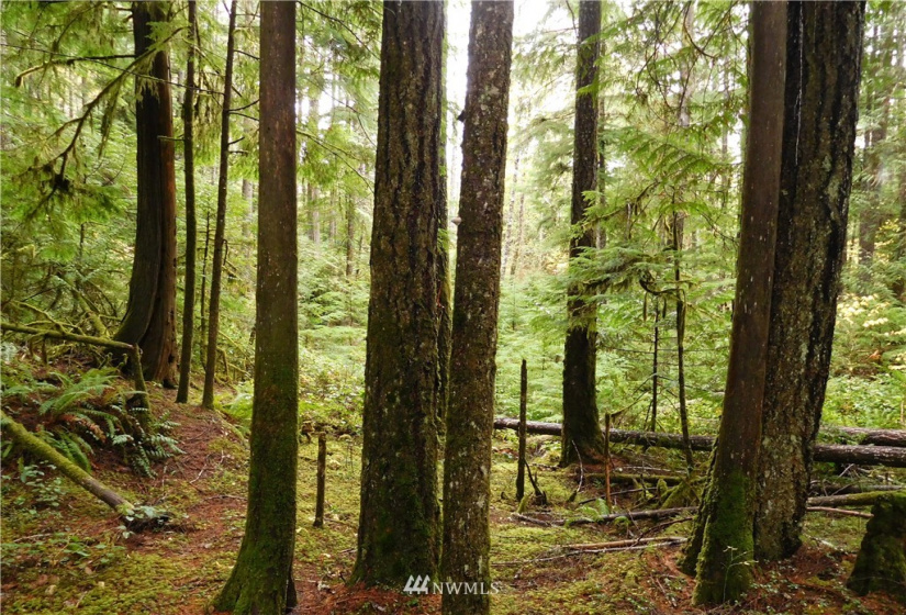 0 Suncrest, Hoodsport, Washington 98548, ,Land,For Sale,Suncrest,Suncrest,NWM1864562