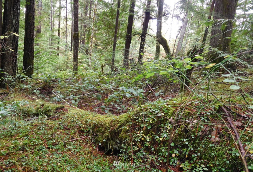 0 Suncrest, Hoodsport, Washington 98548, ,Land,For Sale,Suncrest,Suncrest,NWM1864562