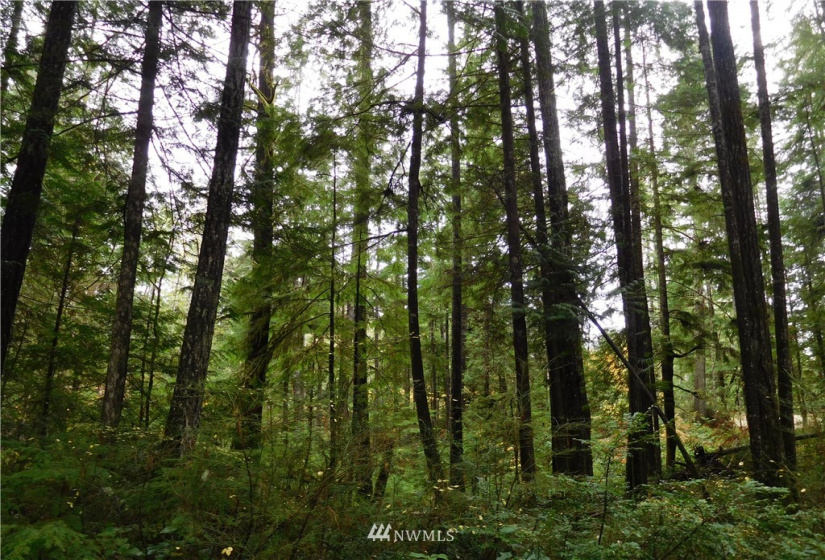 0 Suncrest, Hoodsport, Washington 98548, ,Land,For Sale,Suncrest,Suncrest,NWM1864562