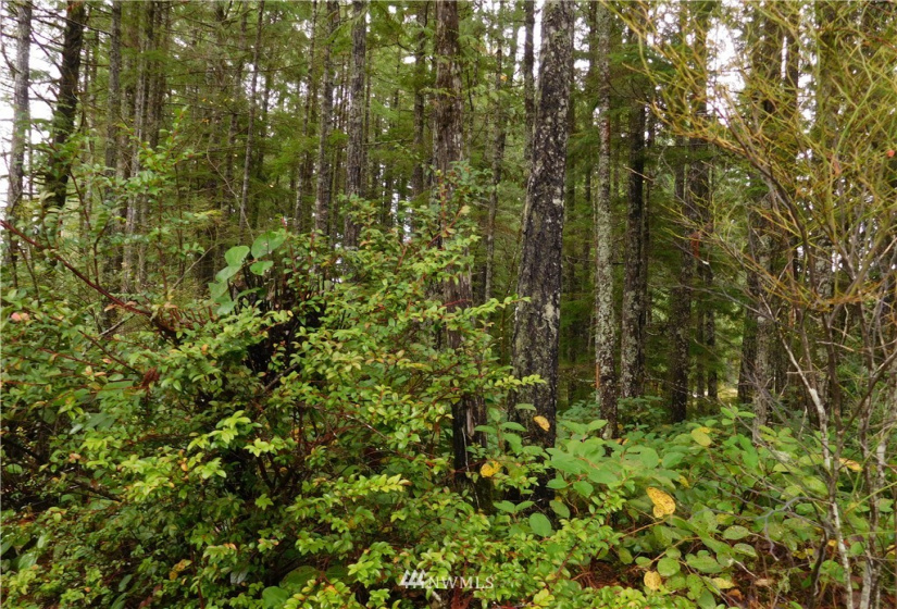 0 Suncrest, Hoodsport, Washington 98548, ,Land,For Sale,Suncrest,Suncrest,NWM1864562