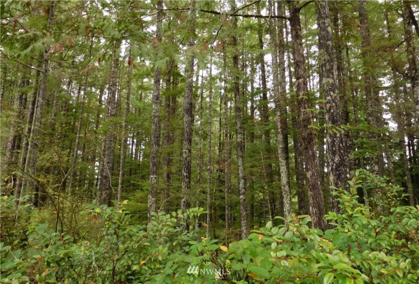 0 Suncrest, Hoodsport, Washington 98548, ,Land,For Sale,Suncrest,Suncrest,NWM1864562