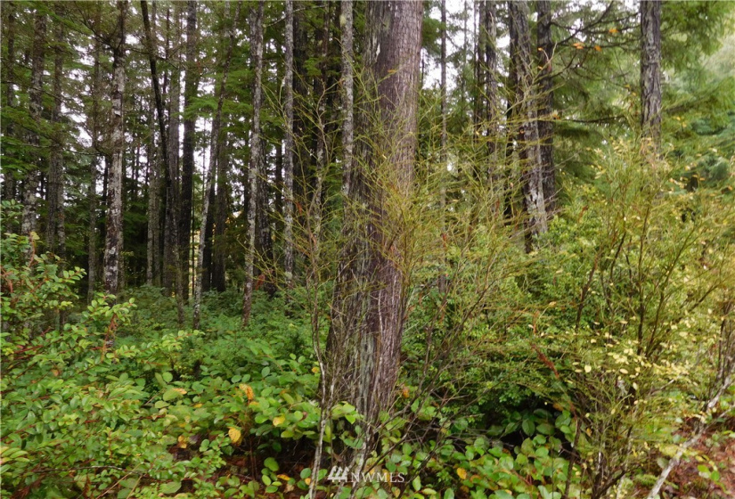 0 Suncrest, Hoodsport, Washington 98548, ,Land,For Sale,Suncrest,Suncrest,NWM1864562