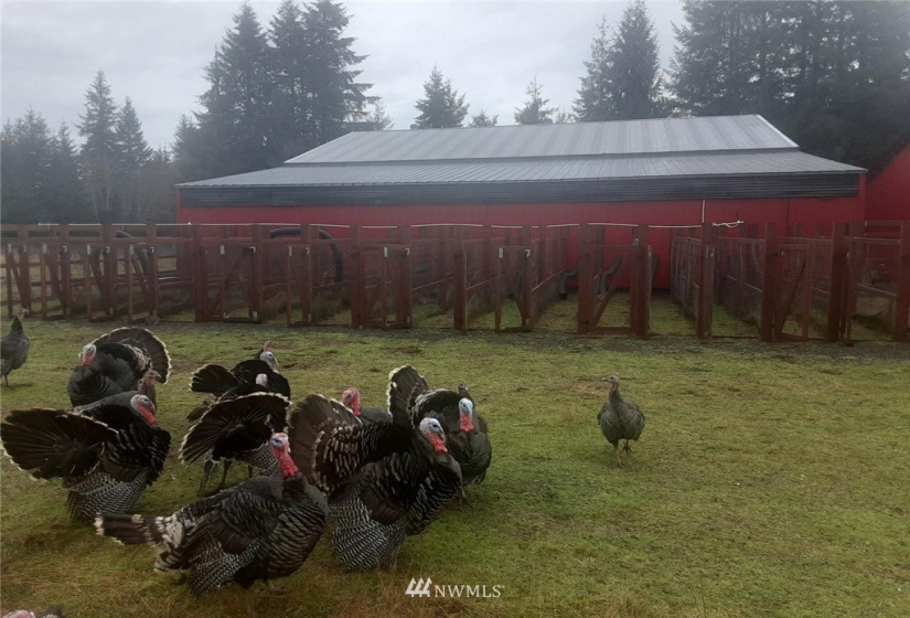 61 Schafer Grade, Montesano, Washington 98563, 3 Bedrooms Bedrooms, ,Residential,For Sale,Schafer Grade,NWM1866455