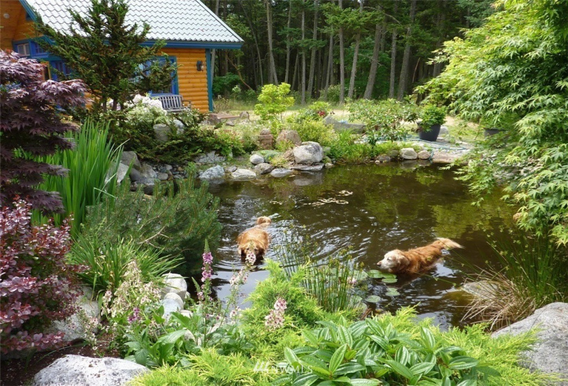 499 Dancing Deer, Orcas Island, Washington 98245, 3 Bedrooms Bedrooms, ,1 BathroomBathrooms,Residential,For Sale,Dancing Deer,NWM1865202