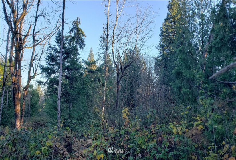 1 XXX 10th, Lakebay, Washington 98359, ,Land,For Sale,10th,NWM1866399