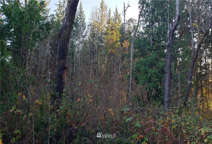 1 XXX 10th, Lakebay, Washington 98359, ,Land,For Sale,10th,NWM1866399