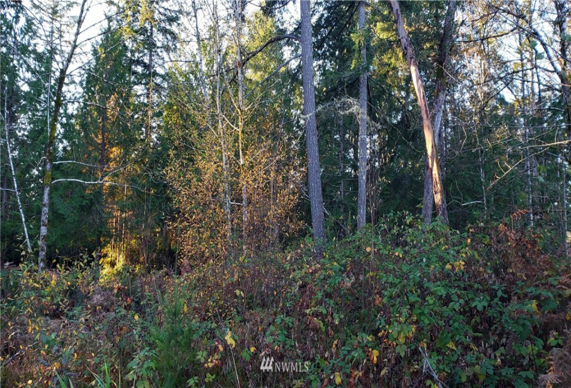 1 XXX 10th, Lakebay, Washington 98359, ,Land,For Sale,10th,NWM1866399