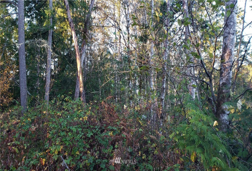 1 XXX 10th, Lakebay, Washington 98359, ,Land,For Sale,10th,NWM1866399