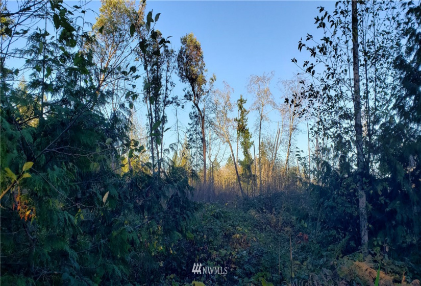 1 XXX 10th, Lakebay, Washington 98359, ,Land,For Sale,10th,NWM1866399