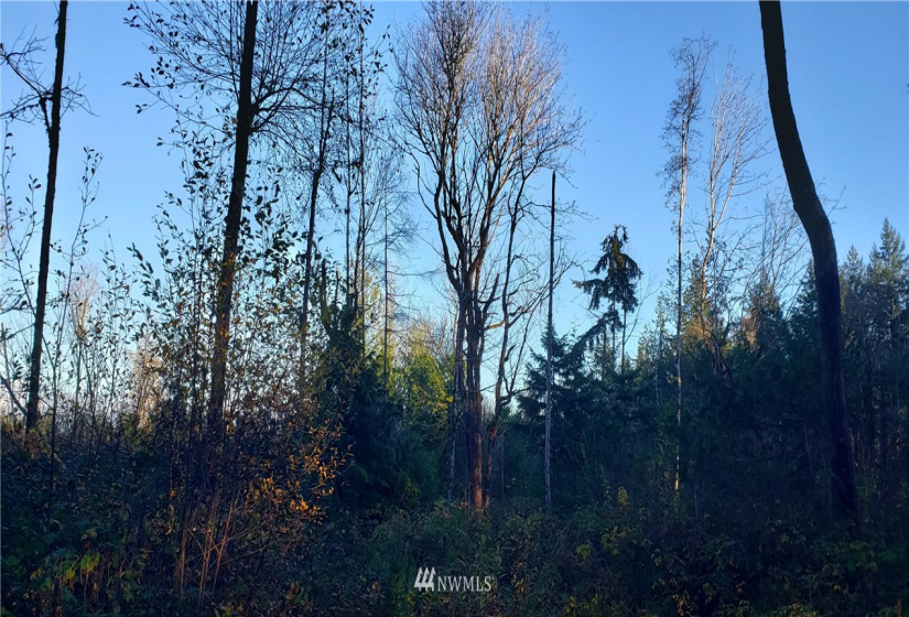 1 XXX 10th, Lakebay, Washington 98359, ,Land,For Sale,10th,NWM1866399