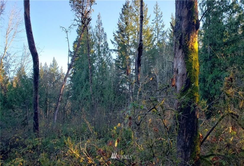 1 XXX 10th, Lakebay, Washington 98359, ,Land,For Sale,10th,NWM1866399
