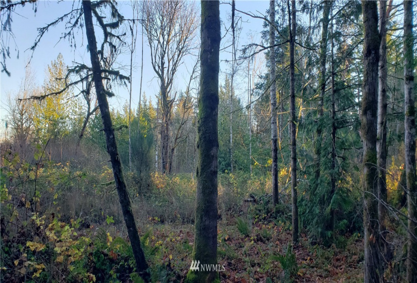 1 XXX 10th, Lakebay, Washington 98359, ,Land,For Sale,10th,NWM1866399