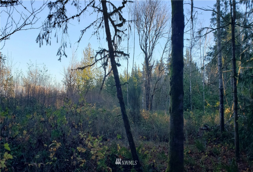 1 XXX 10th, Lakebay, Washington 98359, ,Land,For Sale,10th,NWM1866399
