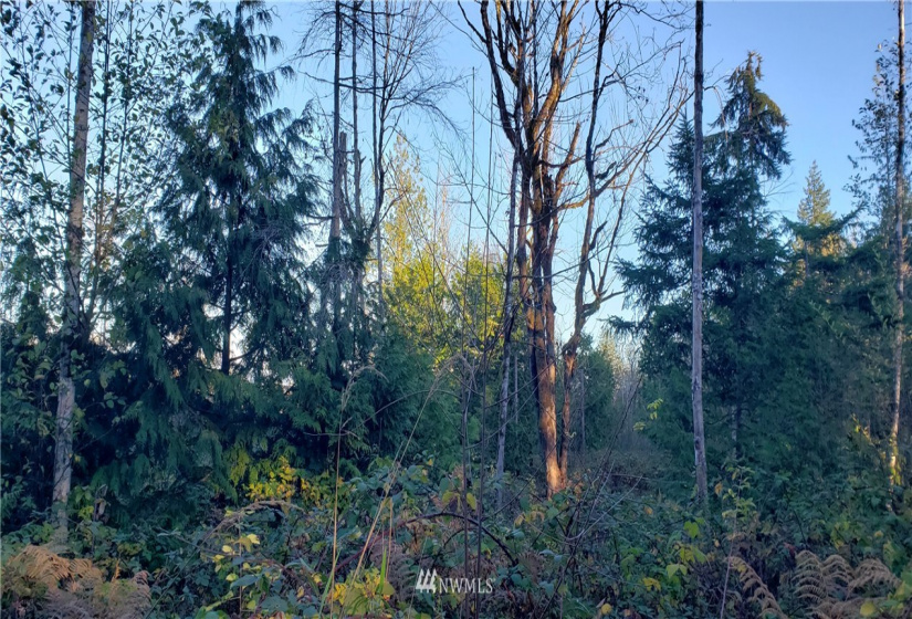1 XXX 10th, Lakebay, Washington 98359, ,Land,For Sale,10th,NWM1866399