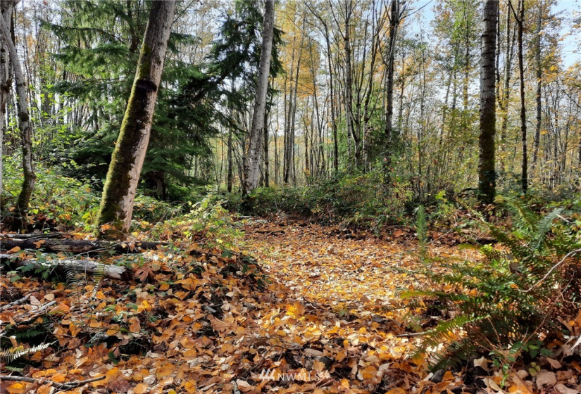 28 XXX Ravensdale-Black Diamond, Black Diamond, Washington 98010, ,Land,For Sale,Ravensdale-Black Diamond,NWM1866948