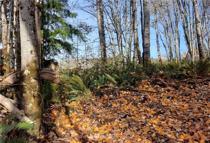28 XXX Ravensdale-Black Diamond, Black Diamond, Washington 98010, ,Land,For Sale,Ravensdale-Black Diamond,NWM1866948