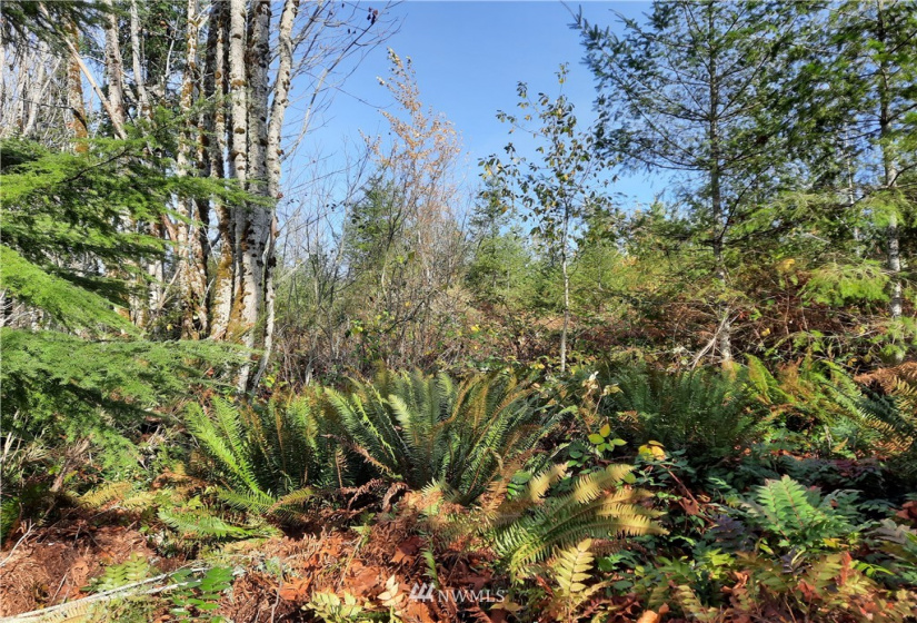 28 XXX Ravensdale-Black Diamond, Black Diamond, Washington 98010, ,Land,For Sale,Ravensdale-Black Diamond,NWM1866948