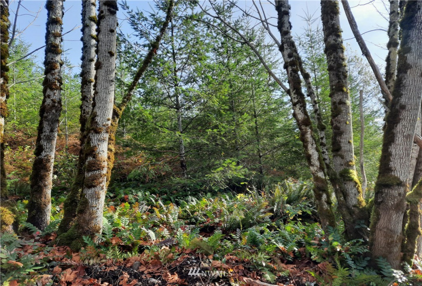 28 XXX Ravensdale-Black Diamond, Black Diamond, Washington 98010, ,Land,For Sale,Ravensdale-Black Diamond,NWM1866948