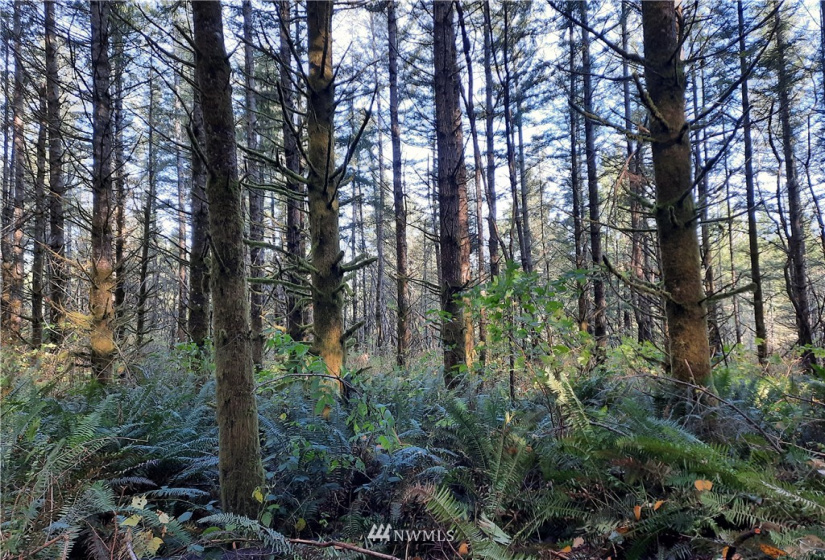 28 XXX Ravensdale-Black Diamond, Black Diamond, Washington 98010, ,Land,For Sale,Ravensdale-Black Diamond,NWM1866948