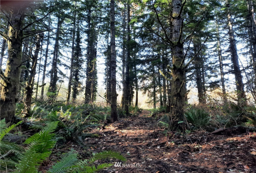 28 XXX Ravensdale-Black Diamond, Black Diamond, Washington 98010, ,Land,For Sale,Ravensdale-Black Diamond,NWM1866948