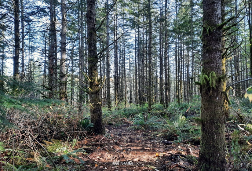 28 XXX Ravensdale-Black Diamond, Black Diamond, Washington 98010, ,Land,For Sale,Ravensdale-Black Diamond,NWM1866948