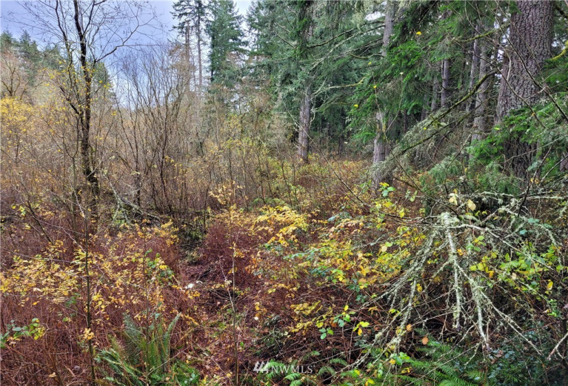 0 Woods, Port Orchard, Washington 98366, ,Land,For Sale,2021-0361,Woods,NWM1866917