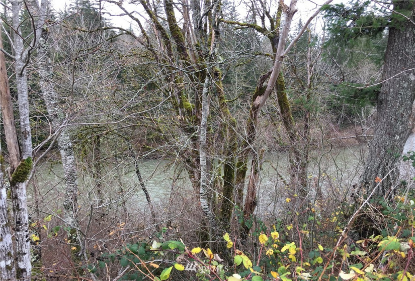 336 XX 309th, Ravensdale, Washington 98051, ,Land,For Sale,309th,NWM1867494