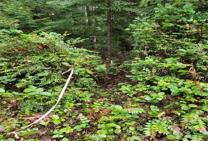 0 Sawdust Hill, Poulsbo, Washington 98370, ,Land,For Sale,Sawdust Hill,NWM1867376