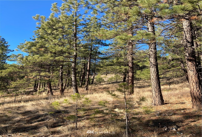 0 TBD Garrett Ln, Tonasket, Washington 98855, ,Land,For Sale,TBD Garrett Ln,NWM1846489