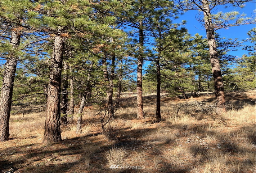 0 TBD Garrett Ln, Tonasket, Washington 98855, ,Land,For Sale,TBD Garrett Ln,NWM1846489