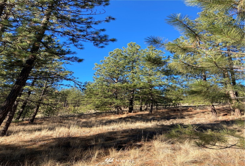 0 TBD Garrett Ln, Tonasket, Washington 98855, ,Land,For Sale,TBD Garrett Ln,NWM1846489