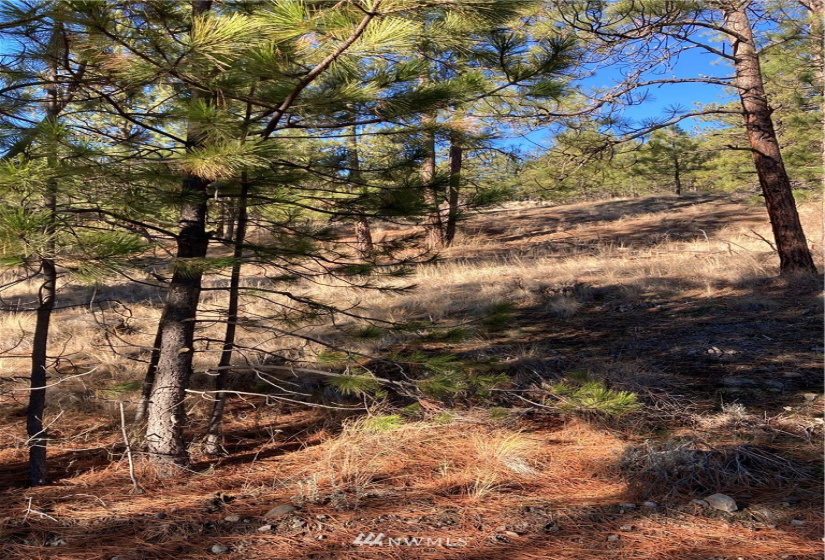 0 TBD Garrett Ln, Tonasket, Washington 98855, ,Land,For Sale,TBD Garrett Ln,NWM1846489