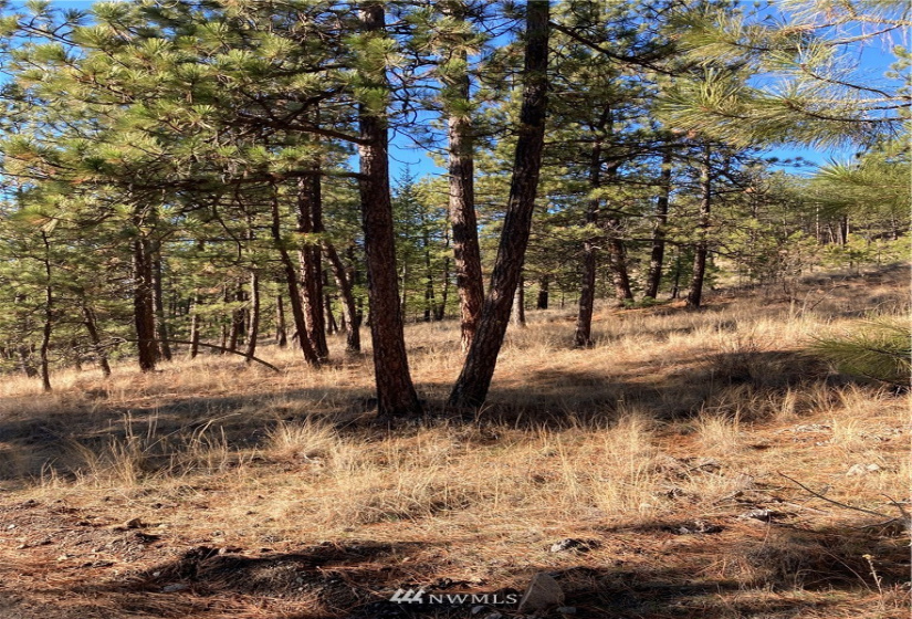 0 TBD Garrett Ln, Tonasket, Washington 98855, ,Land,For Sale,TBD Garrett Ln,NWM1846489