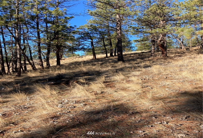 0 TBD Garrett Ln, Tonasket, Washington 98855, ,Land,For Sale,TBD Garrett Ln,NWM1846489
