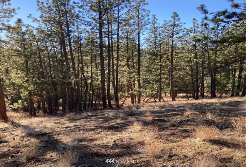 0 TBD Garrett Ln, Tonasket, Washington 98855, ,Land,For Sale,TBD Garrett Ln,NWM1846489