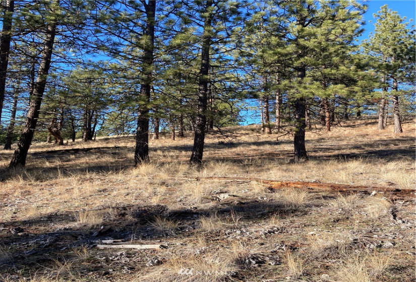 0 TBD Garrett Ln, Tonasket, Washington 98855, ,Land,For Sale,TBD Garrett Ln,NWM1846489