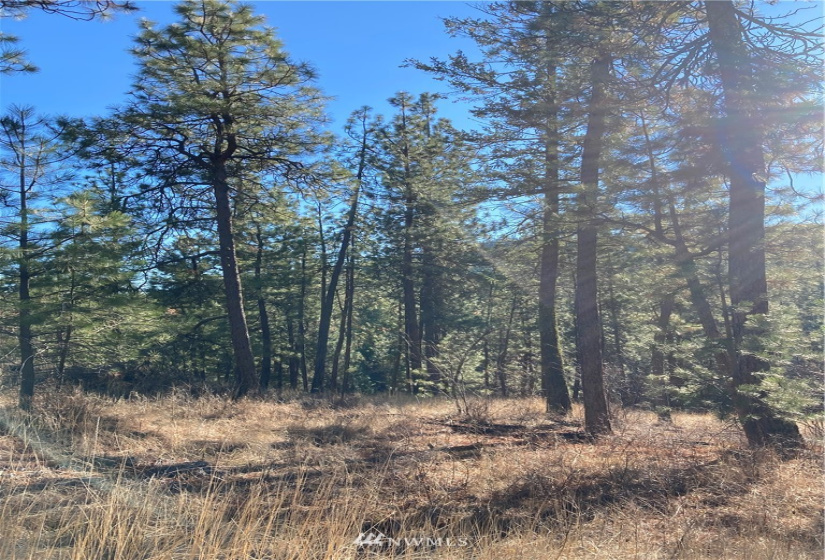 0 TBD Garrett Ln, Tonasket, Washington 98855, ,Land,For Sale,TBD Garrett Ln,NWM1846489