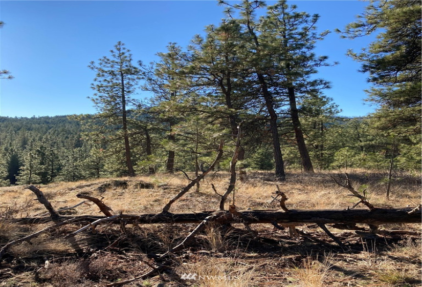 0 TBD Garrett Ln, Tonasket, Washington 98855, ,Land,For Sale,TBD Garrett Ln,NWM1846489