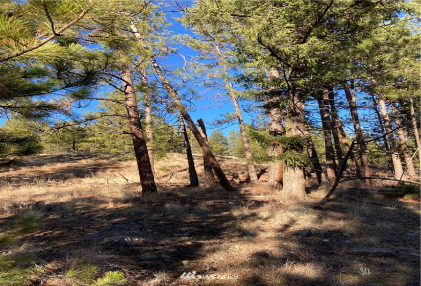 0 TBD Garrett Ln, Tonasket, Washington 98855, ,Land,For Sale,TBD Garrett Ln,NWM1846489