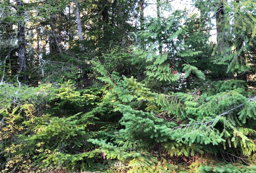 41 Wildwood, Brinnon, Washington 98320, ,Land,For Sale,Pleasant Tides Division 2,Wildwood,NWM1868022