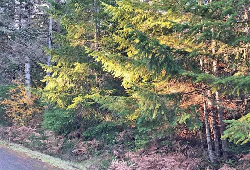 41 Wildwood, Brinnon, Washington 98320, ,Land,For Sale,Pleasant Tides Division 2,Wildwood,NWM1868022