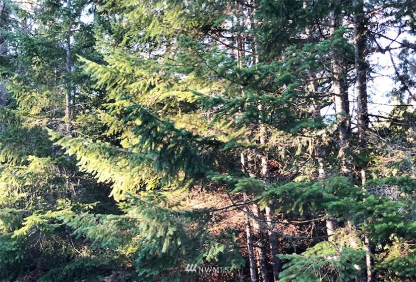 41 Wildwood, Brinnon, Washington 98320, ,Land,For Sale,Pleasant Tides Division 2,Wildwood,NWM1868022