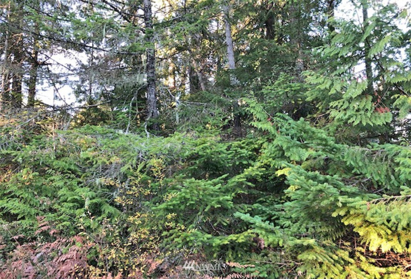 41 Wildwood, Brinnon, Washington 98320, ,Land,For Sale,Pleasant Tides Division 2,Wildwood,NWM1868022