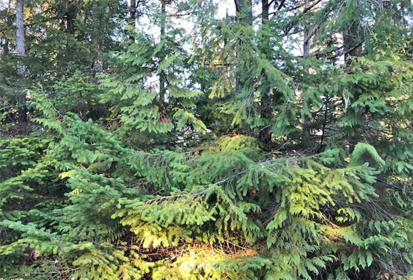 41 Wildwood, Brinnon, Washington 98320, ,Land,For Sale,Pleasant Tides Division 2,Wildwood,NWM1868022